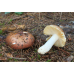Мицелий Сыроежки цельной / Сыроежка замечательная (Russula integra)